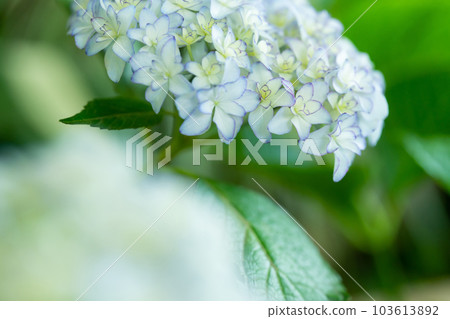 繡球花/雨季形象 繡球花/雨季形象 103613892