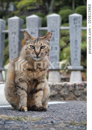 A cute stray cat relaxing in the parking lot A cute stray cat relaxing in the parking lot 103613968