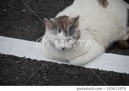 A cute stray cat relaxing in the parking lot 103613979