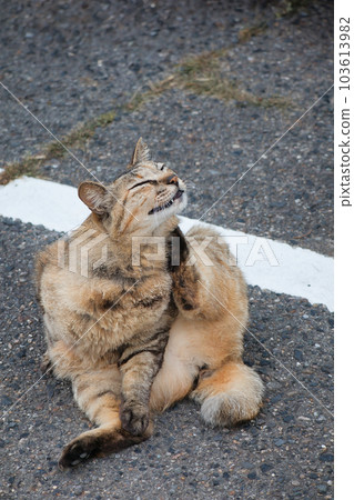A cute stray cat relaxing in the parking lot 103613982