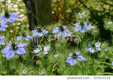 黑種草，毛茛科，黑種草屬 103614139