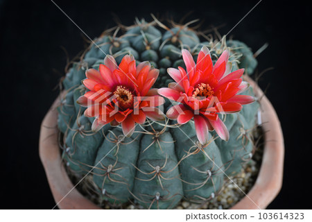 Cactus with flowers called "Gymnocalycium baldianum" Cactus with flowers called "Gymnocalycium baldianum" 103614323