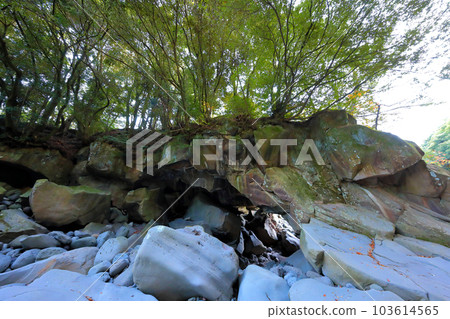 Beautiful scenery of Bangseonmun Valley, a famous tourist attraction in Jeju Island. 103614565