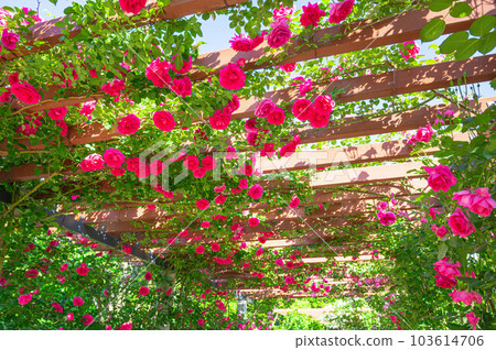 Rose Arch Shinshu Sky Park Rose Arch Shinshu Sky Park 103614706