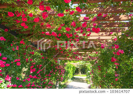 玫瑰拱門信州天空公園 103614707