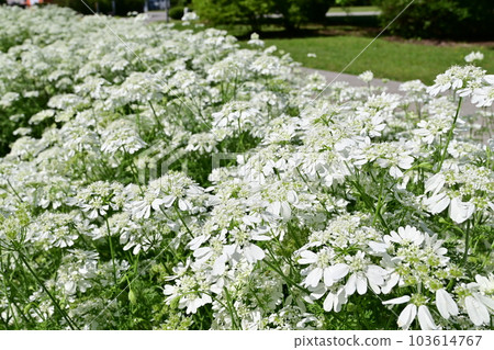 Orleya Grandiflora (Apiaceae) pretty flowers 103614767