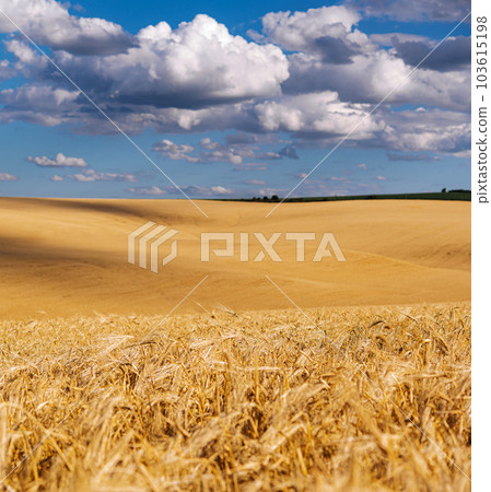 field with wheat and blue sky 103615198