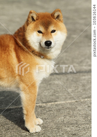 Shiba Inu playing in the garden 103616144