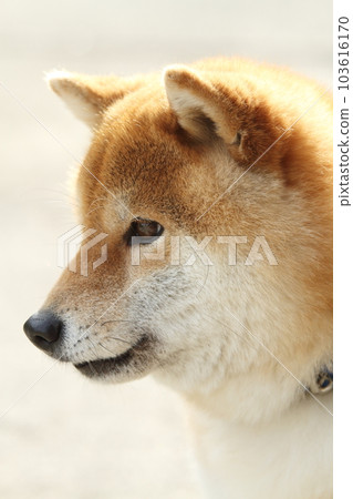Shiba Inu playing in the garden Shiba Inu playing in the garden 103616170