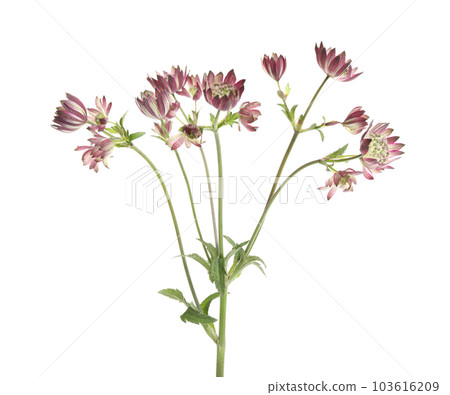 Beautiful fresh pink astrantia flowers isolated on white 103616209