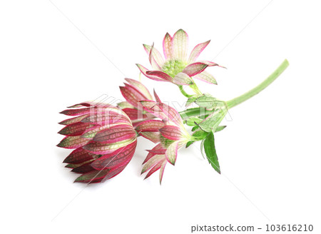 Beautiful fresh pink astrantia flowers isolated on white 103616210