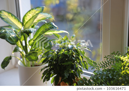 Different potted plants on window sill at home, closeup 103616471