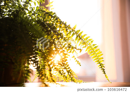 Fern plant on table at home, closeup Fern plant on table at home, closeup 103616472