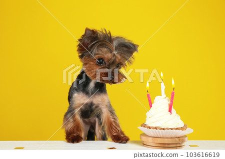 Cute Yorkshire terrier dog with birthday cupcake at table against yellow background Cute Yorkshire terrier dog with birthday cupcake at table against yellow background 103616619