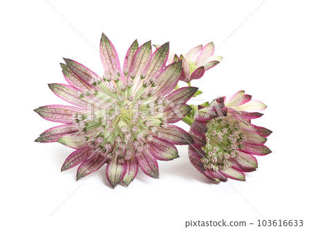 Beautiful fresh pink astrantia flowers isolated on white 103616633