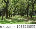 Camphor tree shade tunnel 103616655