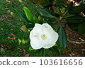 magnolia blossom 103616656