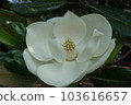 magnolia blossom 103616657