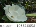 magnolia blossom 103616658