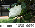 Flowering magnolia and wooden houses 103616659