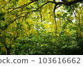 blooming arbor 103616662