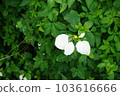 Jade leaf golden flower blooming 103616666