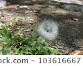 Spherical kapok seeds and cotton wool 103616667