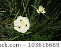 bicolor wild iris blooming 103616669