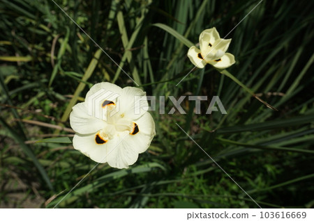 bicolor wild iris blooming bicolor wild iris blooming 103616669