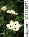 bicolor wild iris blooming 103616670