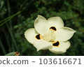bicolor wild iris blooming 103616671