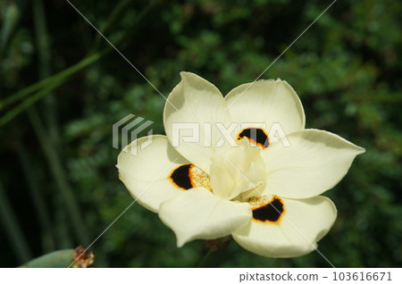 bicolor wild iris blooming bicolor wild iris blooming 103616671