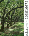 Camphor tree shade tunnel 103616672