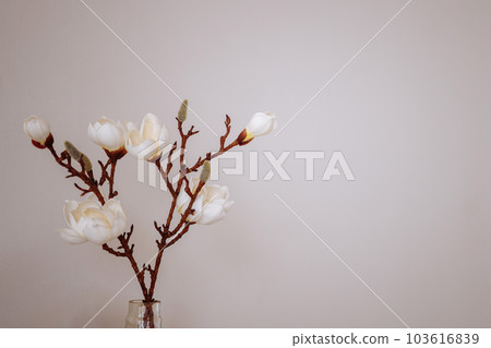 Sprig of blossoming magnolia denudata isolated on light pink background 103616839