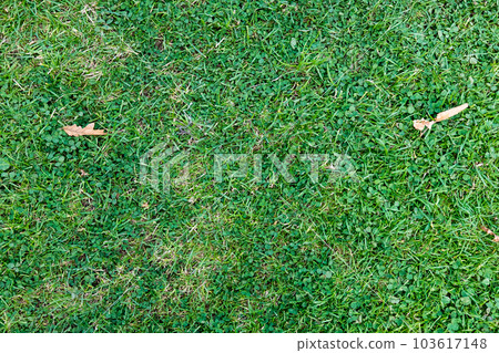 Top view of green grass texture for background 103617148