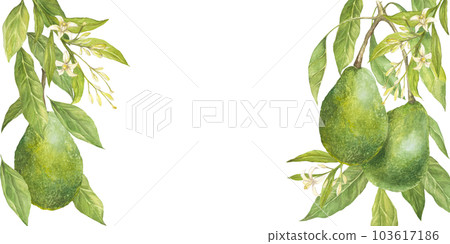 Watercolor botanical illustration of avocado flowers and leaves , isolated. Rectangular frame, horizontal banner, floral ornament Watercolor botanical illustration of avocado flowers and leaves , isolated. Rectangular frame, horizontal banner, floral ornament 103617186