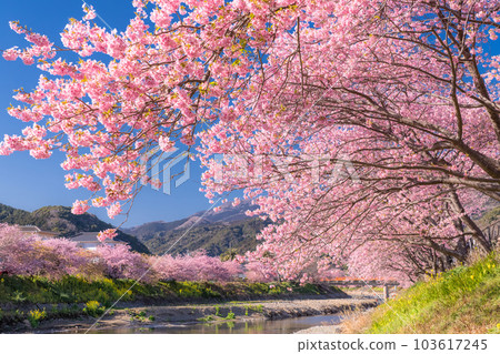 <<靜岡縣>>河津町河津櫻花盛開的風景 103617245