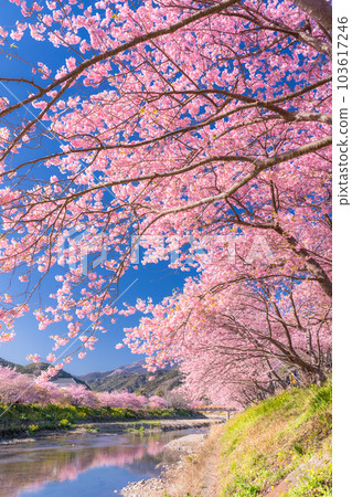 <<靜岡縣>>河津町河津櫻花盛開的風景 103617246