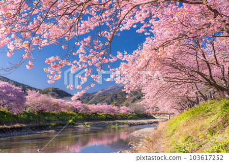 <<靜岡縣>>河津町河津櫻花盛開的風景 103617252