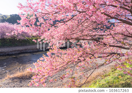 <<Shizuoka Prefecture>> Scenery of Kawazu cherry blossoms in full bloom, Kawazu Town 103617263