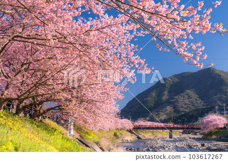 <<靜岡縣>>河津町河津櫻花盛開的風景 103617267