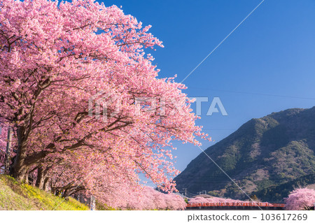 <<Shizuoka Prefecture>> Scenery of Kawazu cherry blossoms in full bloom, Kawazu Town <<Shizuoka Prefecture>> Scenery of Kawazu cherry blossoms in full bloom, Kawazu Town 103617269