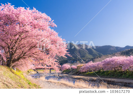 <<靜岡縣>>河津町河津櫻花盛開的風景 103617270