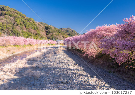 <<靜岡縣>>河津町河津櫻花盛開的風景 103617287