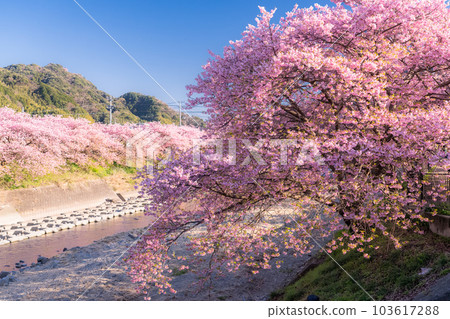 <<靜岡縣>>河津町河津櫻花盛開的風景 103617288