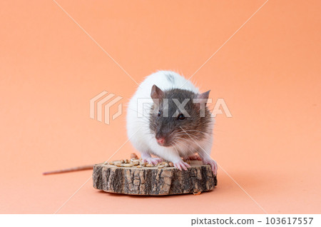 A domestic white rat with a gray muzzle sits on a pink background A domestic white rat with a gray muzzle sits on a pink background 103617557
