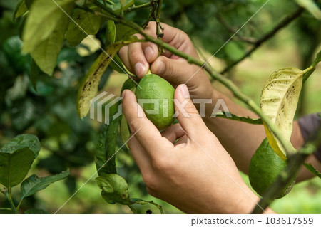 A man removes a green lime fruit from a tree 103617559