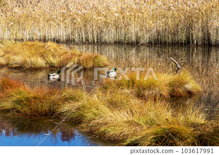 Autumn colored marsh wetland with two ducks 103617991