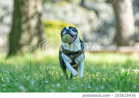boston terrier playing ball 103618436