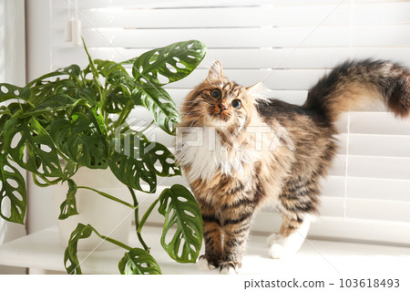 Adorable cat and houseplant on window sill at home 103618493